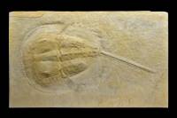 Limule fossile (Heterolimulus gadeal, Muschelkalk sup, Tarragona, Espagne)